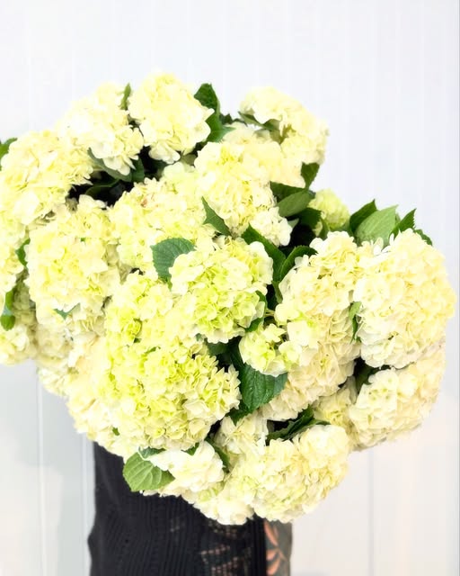 An armful of white hydrangeas